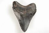 Fossil Megalodon Tooth - South Carolina #196870-1